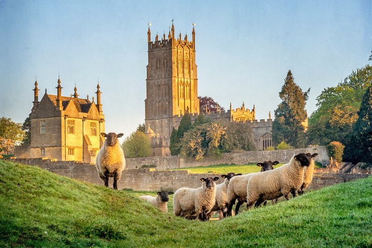 Cotswold sheep near Chipping Campden