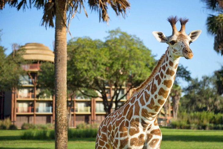 Photo Source: Disney's Animal Kingdom Lodge