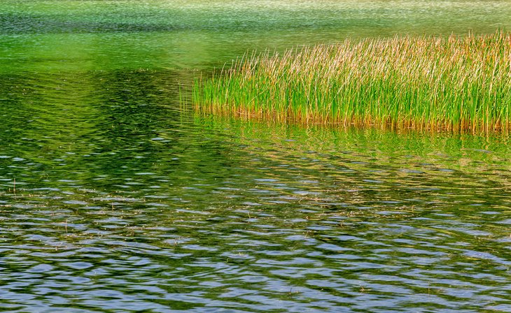 Southern cattails in the lake at Topeekeegee Yugnee Park