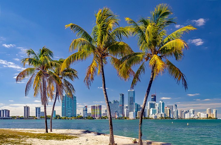 Palm trees and the Miami skyline