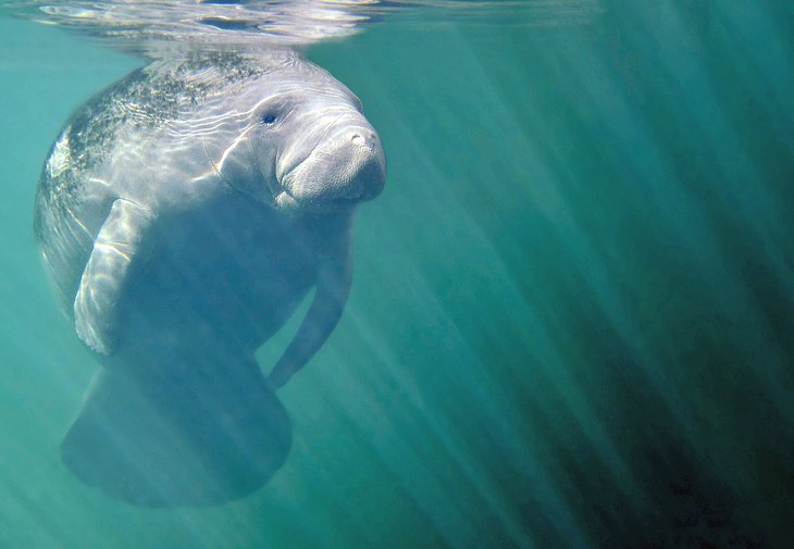 Florida manatee