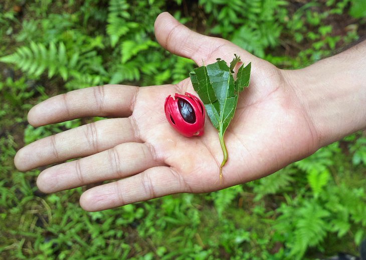 Nutmeg, mace, and curry leaf, Tanshikar Spice Farm, Goa