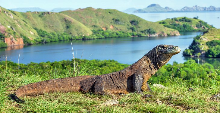 Komodo dragon