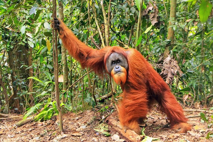 Sumatran orangutan in Gunung Leuser National Park, Sumatra