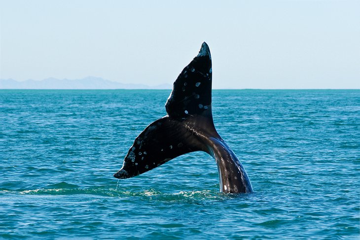 Baleine grise dans la mer de Cortez