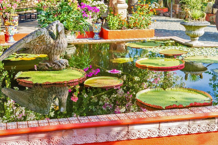 Pond in the Vallarta Botanical Garden