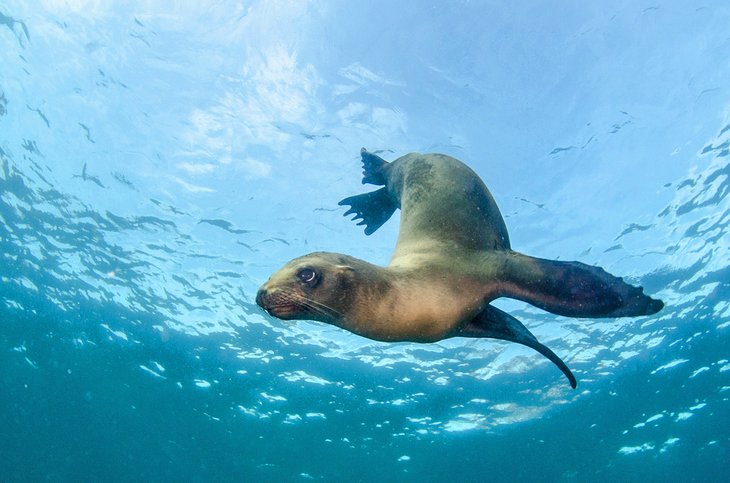 Sea lion in Baja California