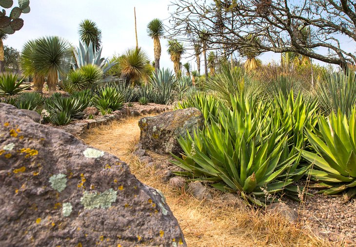 El Charco de Ingenio