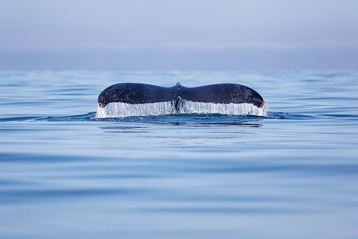 Queue de baleine à bosse dans la baie de Banderas