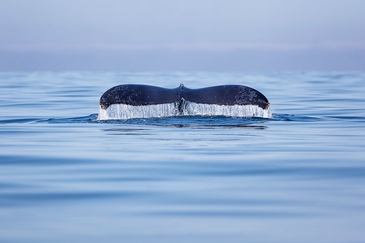 Humpback whale tail in the Bay of Banderas