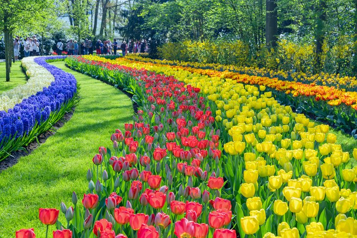 Tulips blooming in Keukenhof Gardens