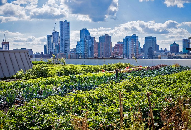 Rooftop garden at the Brooklyn Grange