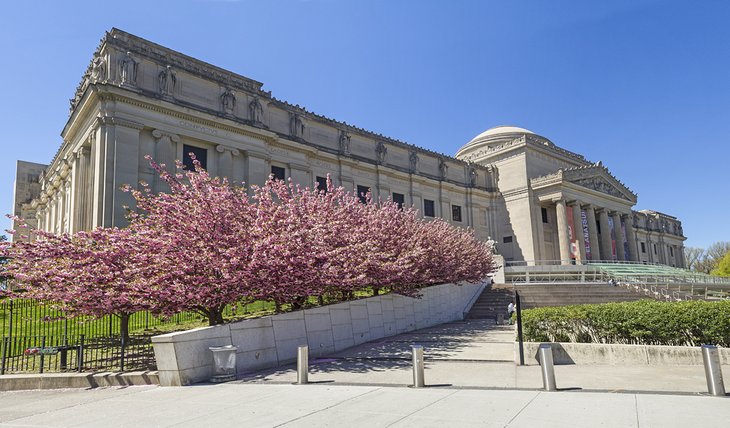 Cherry trees blooming in front of the Brooklyn Museum