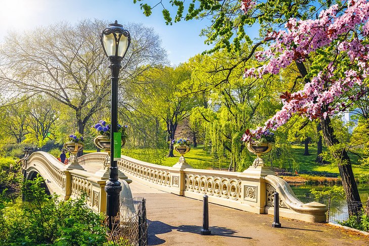 Bridge in Central Park with spring blossoms