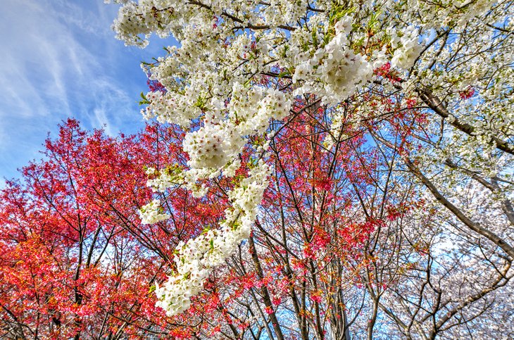 Trees in bloom at the Queens Botanical Garden