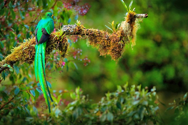 Resplendent Quetzal, Bosawas Biosphere Reserve