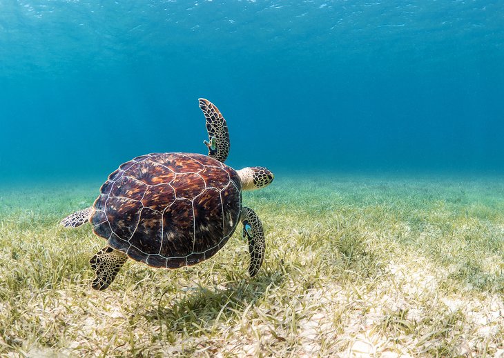 Green sea turtle in Puerto Rico
