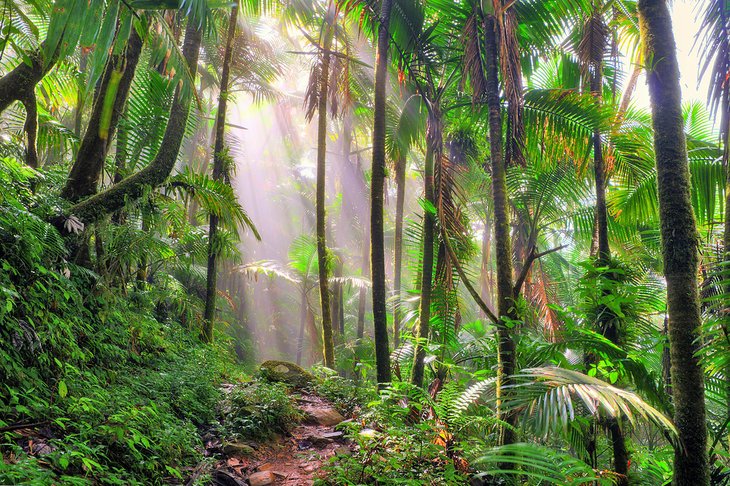 Rainforest in the El Yunque National Forest