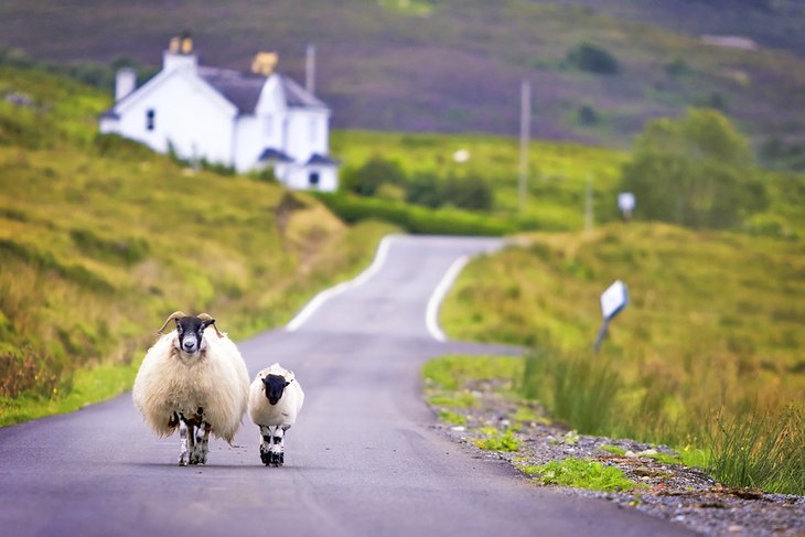 Moutons sur une route en Ecosse