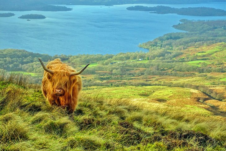 Vache Highland au-dessus du Loch Lomond