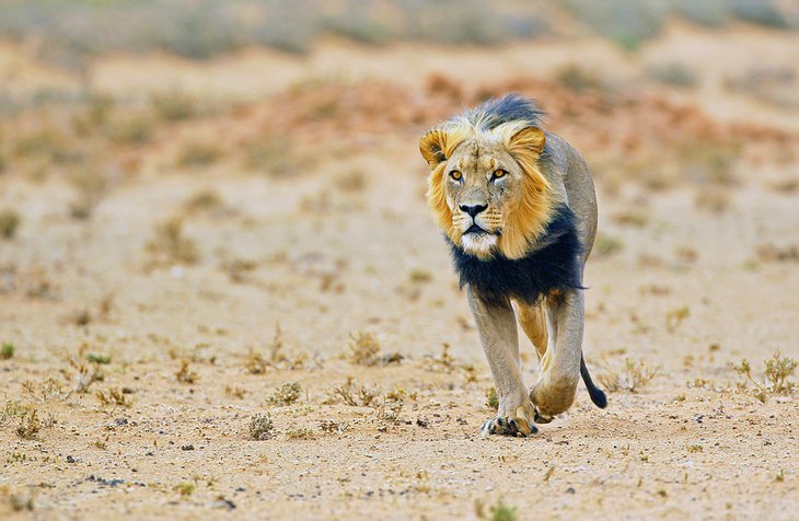 Black-maned lion in the Kalahari