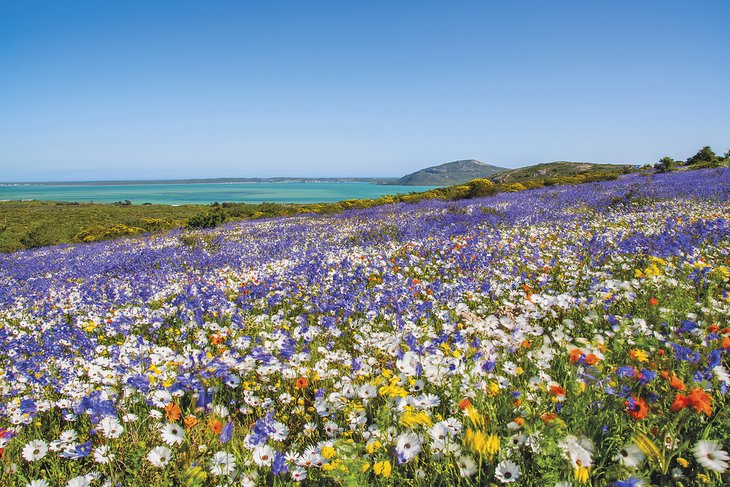 Fields of spring wildflowers along the Western Cape