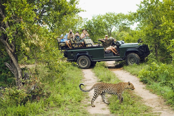 Leopard near a safari vehicle in South Africa