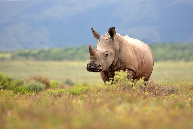 White rhinoceros in South Africa