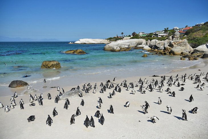 Penguins on Boulders Beach in Cape Town