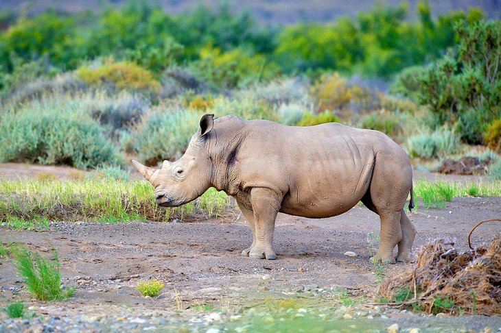 Rhino at Inverdoorn Game Reserve near Cape Town