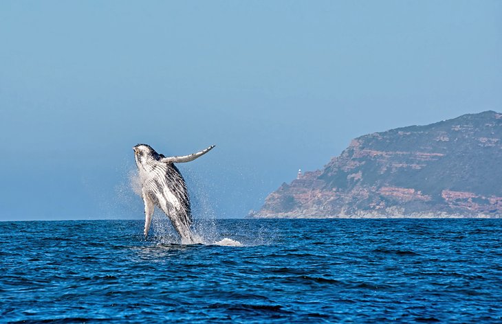 A Humpback Whale breaching in front of Cape Point in False Bay