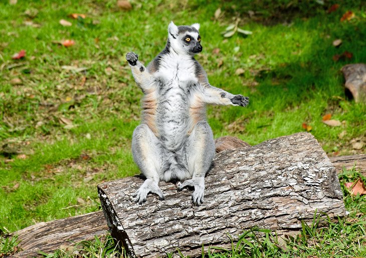 Lemur at the Dallas Zoo