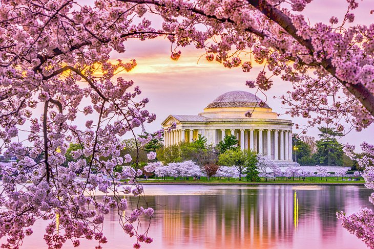 Jefferson Memorial during the National Cherry Blossom Festival