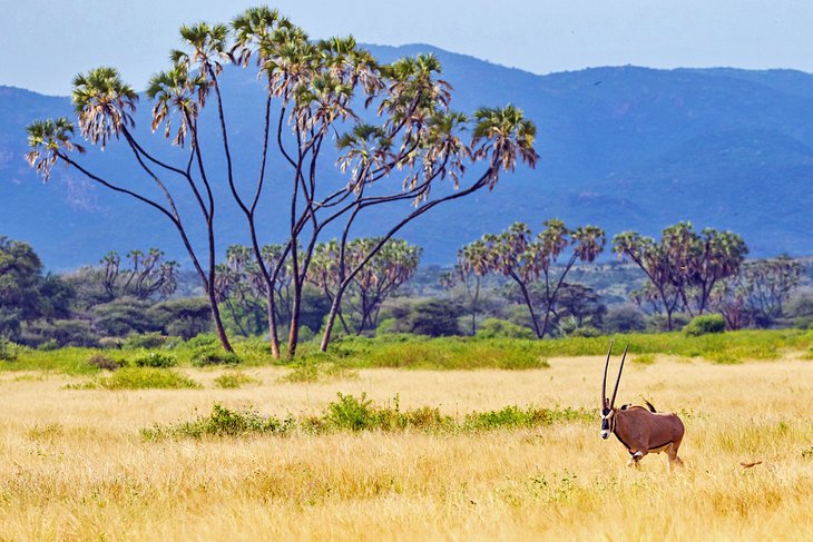 Beisa oryx in Samburu National Reserve