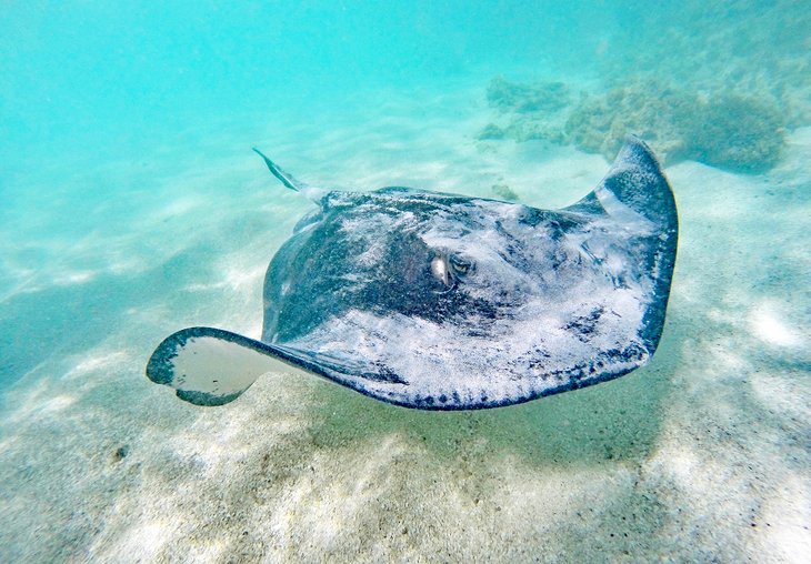 Stingray City