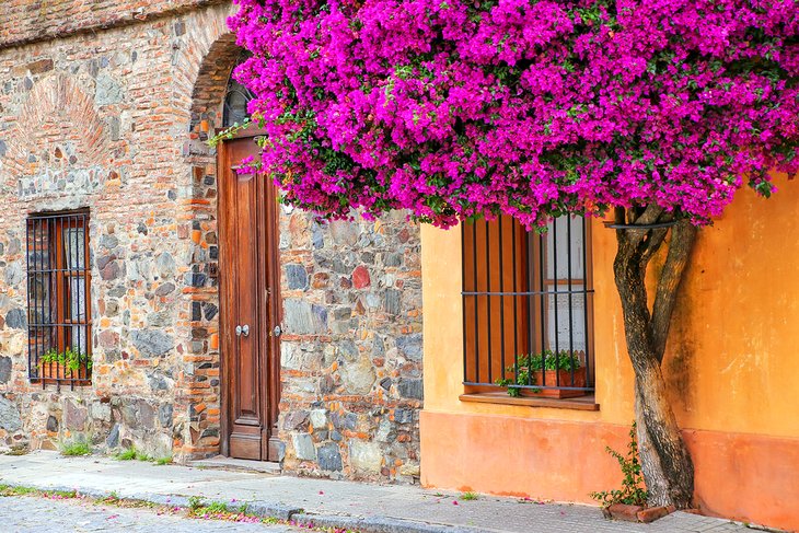 Bougainvillea in the historic quarter of Colonia del Sacramento, Uruguay