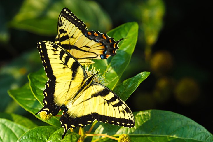 Swallowtail butterflies