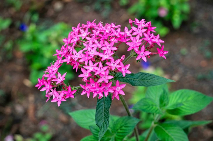 Blooms in the Belo Horizonte Botanic Garden