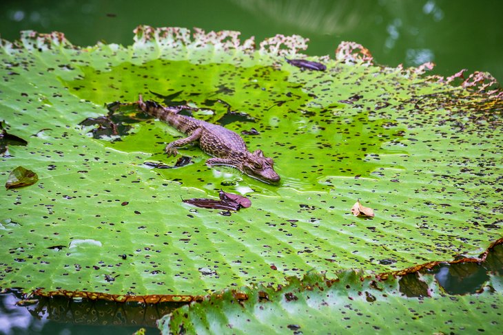 Baby alligator on a lily pad at Museu da Amazonia