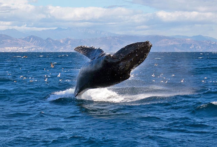 Whale breaching off Santa Barbara