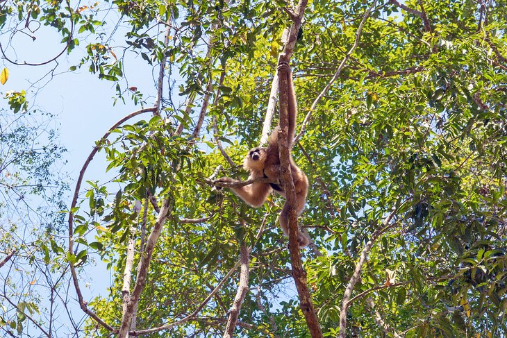 Pileated gibbon, Angkor Park, Siem Reap