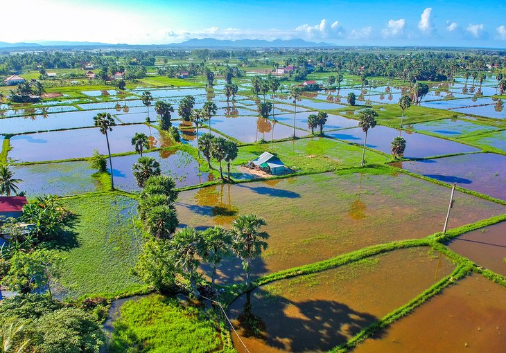Rice fields in Kampot