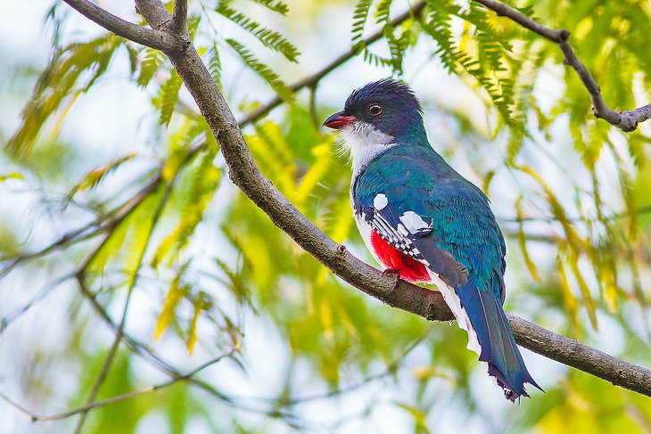 Cuban trogon, the national bird of Cuba