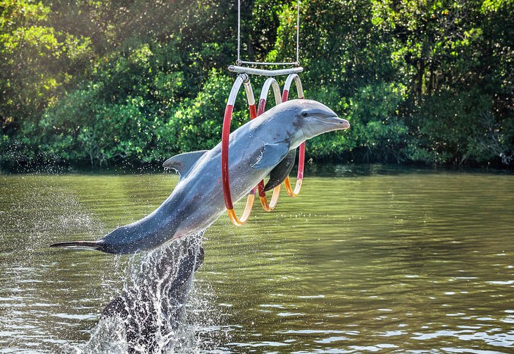 Dolphin jumping through hoops at Delfinario