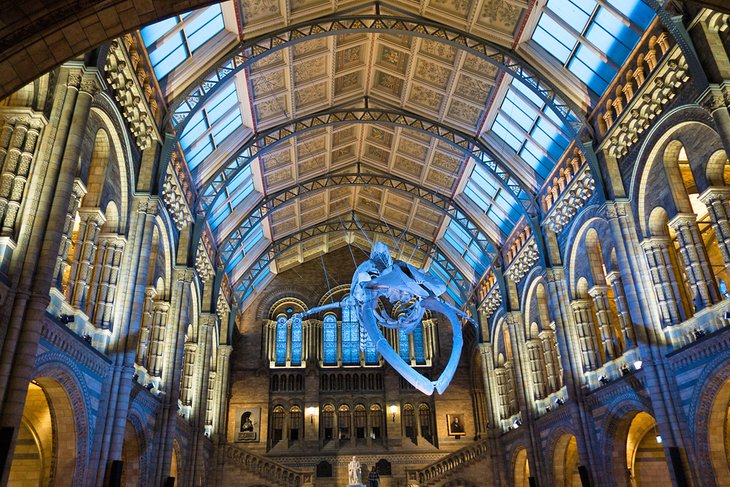 After hours in the Central Hall with a blue whale skeleton hanging from the ceiling