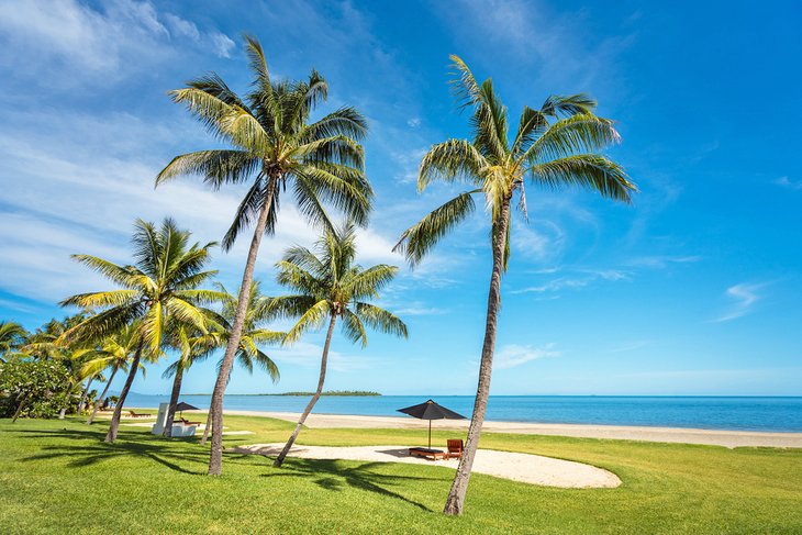 Palms along the beach on Denarau Island