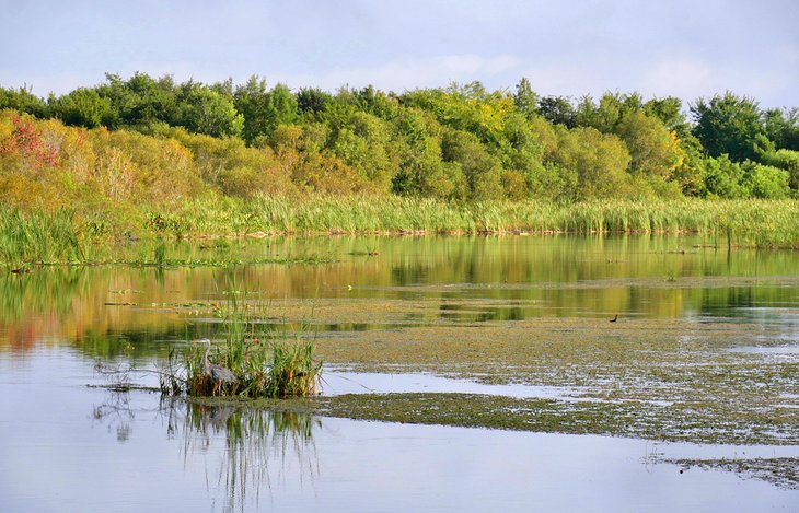 Marshes on Lake Griffin