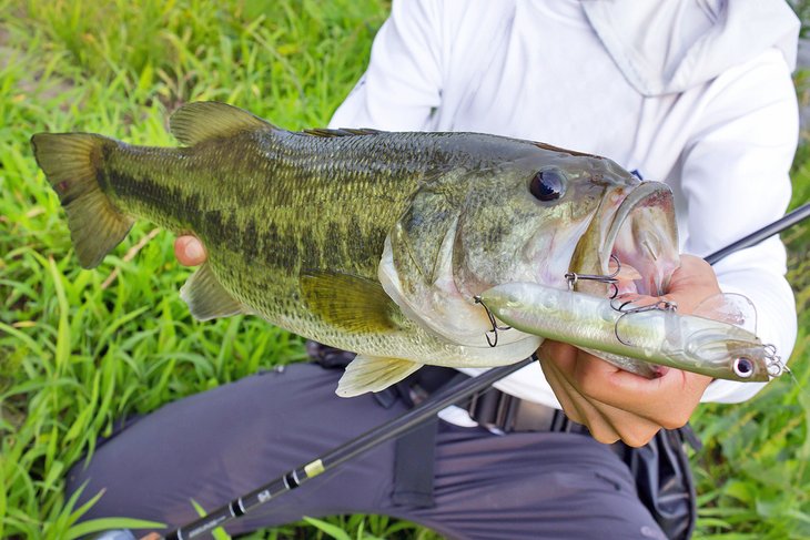 Angler with a largemouth bass in Florida