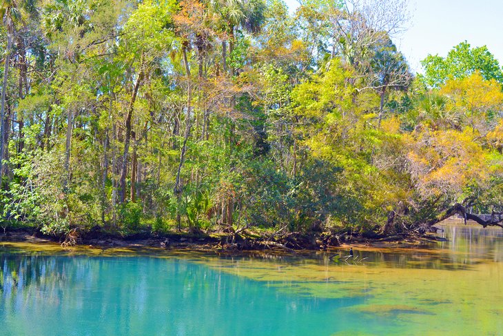 Colorful pool at Homosassa Springs