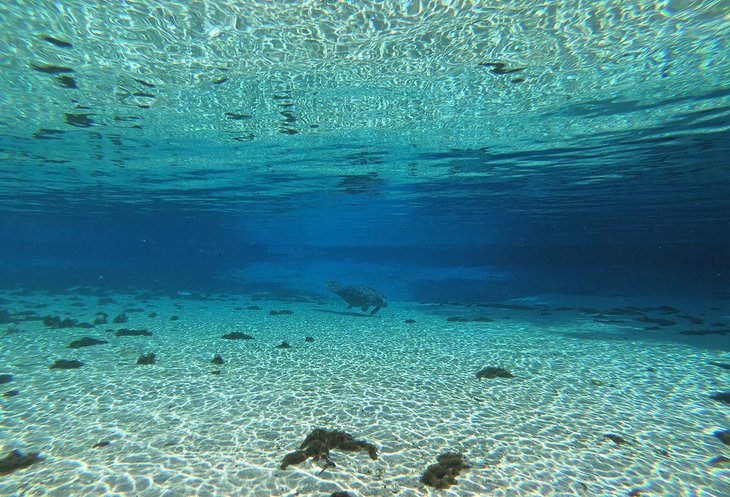 Crystal-clear water at Silver Glen Springs